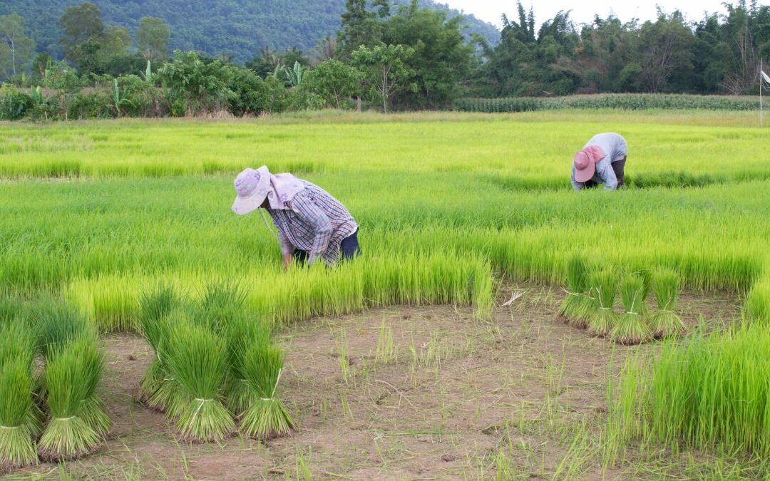 Itinéraire technique du riz en Agriculture biologie