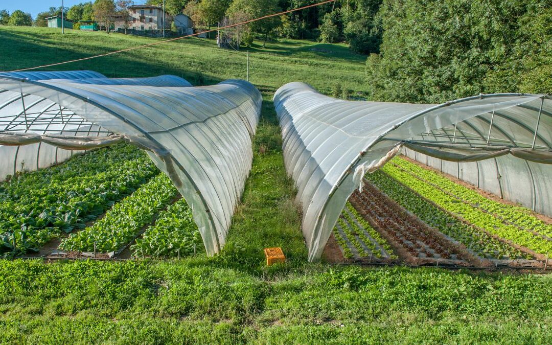 Cultiver la pastèque et les fruits de la passion