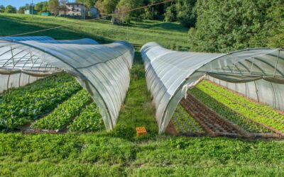 Cultiver la pastèque et les fruits de la passion