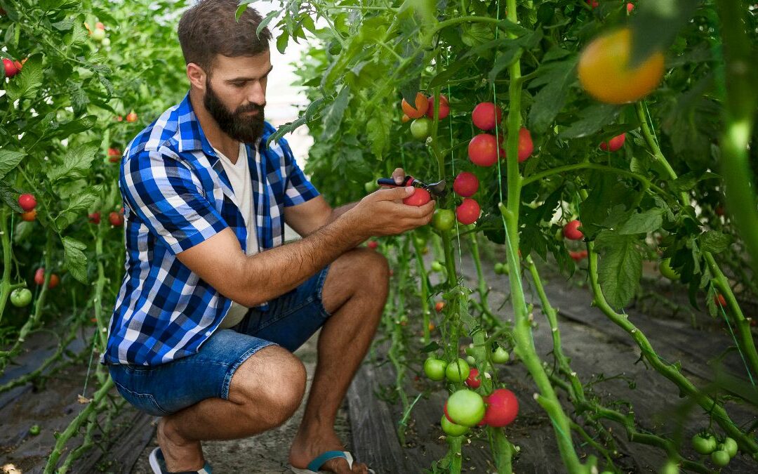 Cultiver la pastèque et la tomate en agriculture biologique