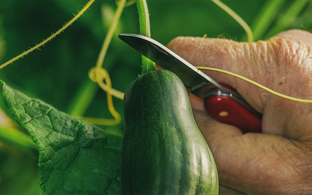 Developper un verger bio dans un climat tropical