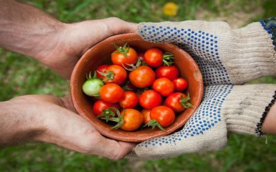 Fin du statut de conjoint collaborateur agricole