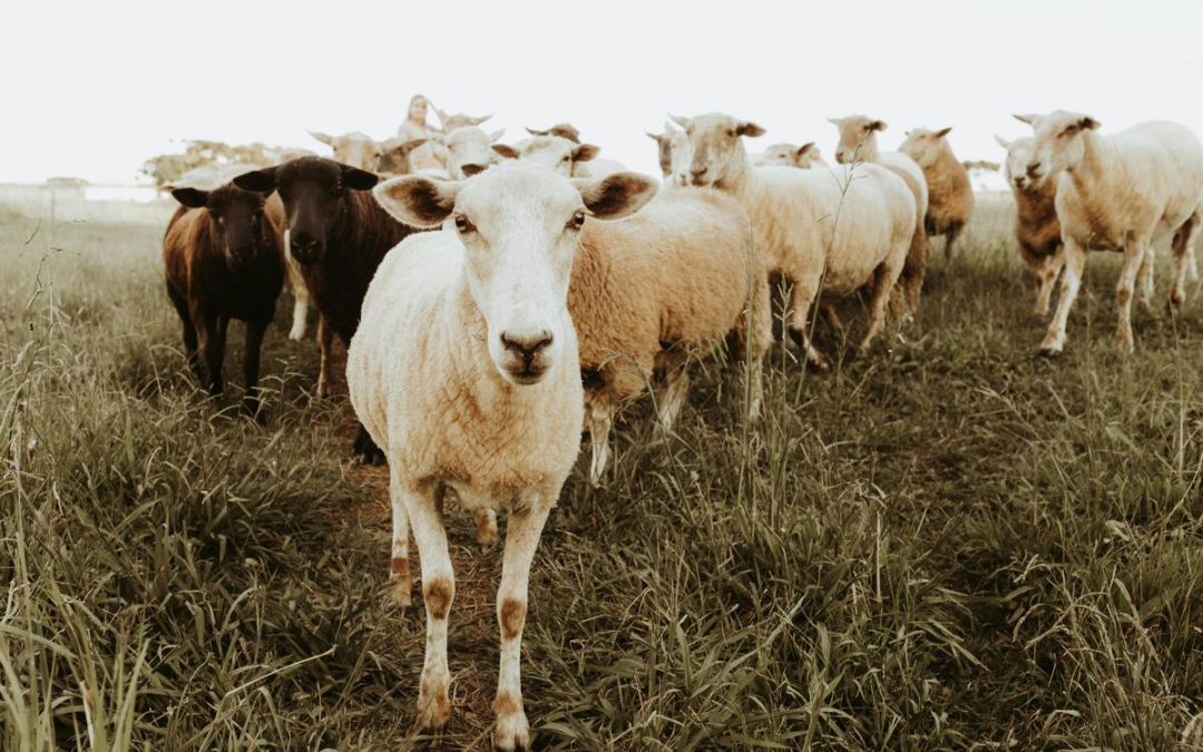 De l&rsquo;élevage conventionnel au bio : les étapes de la conversion caprine