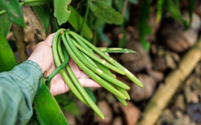 De la Liane à la Fleur : Les fondamentaux de la plantation de vanille